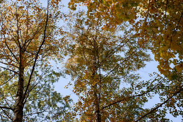 The trees are full of leaves and the sky is clear