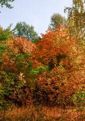 A forest with trees in various stages of fall