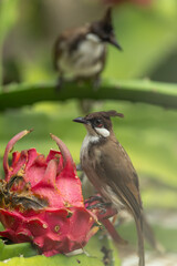 Two Red-eared Bulbuls compete for a pitaya fruit.