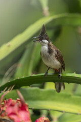 Red-eared Bulbul on a pitaya branch.