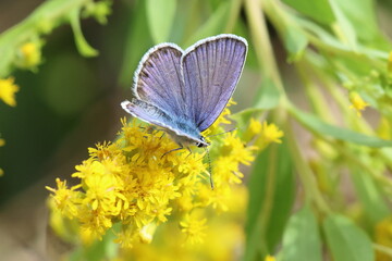 di fiore in fiore