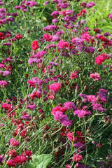 Closeup of a bed of red Cornflower and pink Mexican paintbrush plants, Oxfordshire England
