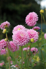 Cluster of pink ball Dahlia blooms, Oxfordshire England

