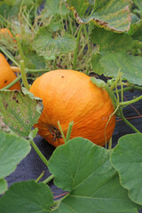 Obraz premium Macro image of a large orange Pumpkin, Oxfordshire England 