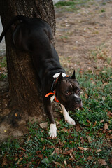 Training a serious dog outdoors. A black and white muscular American Staffordshire Terrier with cropped ears put hind legs on a tree trunk in park. Teaching a pet different tricks for development.