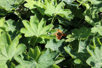 Macro image of sunlit Lady's Mantle leaves covered in rain drops, Oxfordshire England
