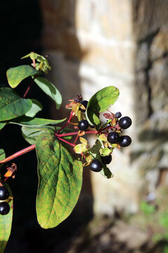 Macro image of sunlit Tutsan foliage and berries, Oxfordshire England
