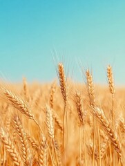 Fototapeta premium Field of Wheat with Blue Sky