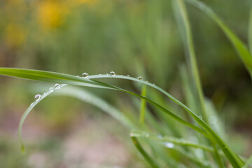 Delicate dew drops rest on the tips of grass blades, catching the morning light. The blurred background enhances the focus on the water droplets, evoking a fresh, peaceful morning scene.