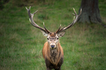 Majestic Red Deer Stag in Forest