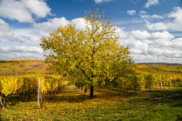 Naklejka premium Golden Autumn Tree in Vineyard