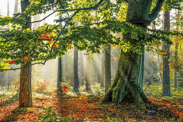 Sunlight Filtering Through Forest Trees