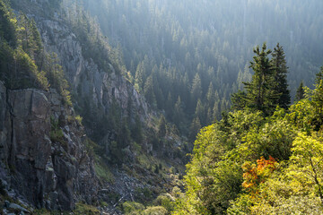 Obraz premium Mountain Valley with Dense Forest