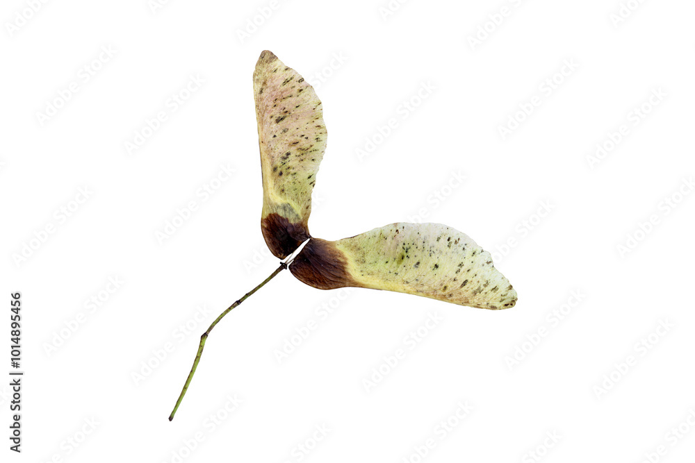 Sticker maple seed in autumn leaf fall colour during november, macro close up png file cut out and isolated 