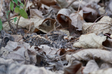 Standard-winged nightjar (Caprimulgus longipennis)