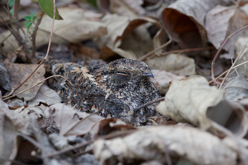 Standard-winged nightjar (Caprimulgus longipennis)