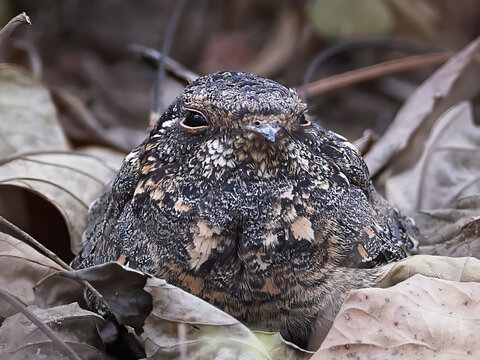 Standard-winged nightjar (Caprimulgus longipennis)
