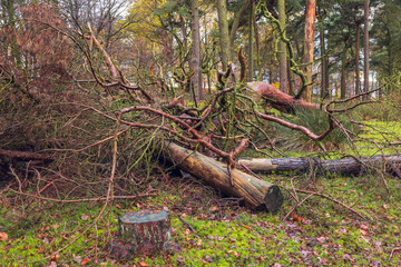 Fototapeta premium Fallen Trees and Moss-Covered Branches in a Serene Forest Clearing, Capturing Nature's Cycle of Life