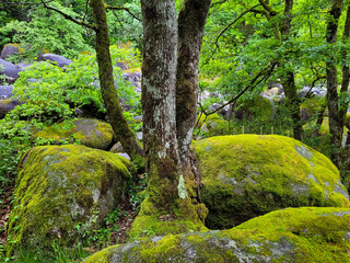 Rocks on the path of the Rouquette in Occitanie in France