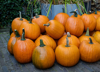 Pumpkin Squash Lisse Farm A Lot Big Yellow Orange Netherlands