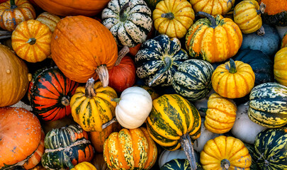 Pumpkin Squash Lisse Farm A Lot Big Yellow Orange Netherlands