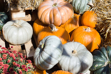 Orange and green pumpkins for halloween