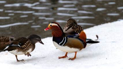 Three ducks are standing on a snowy surface. One of the ducks is brown and white, while the other two are black