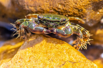 True Crabs: Fascinating Facts About These Aquatic Animals