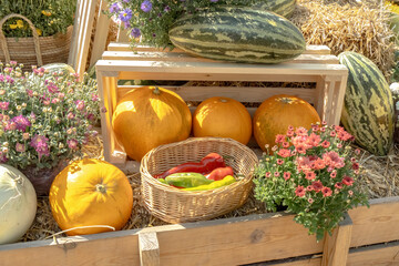 Arrangement with melons of different varieties, straw and seasonal flowers at the harvest festival. Fall outdoor decor