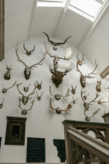 horns on the wall