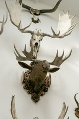 skull on the wall