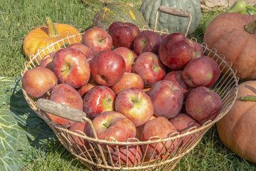 Red apples in a metal basket on the grass. Harvest festival. Close up