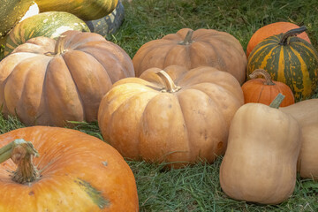 Pumpkins in a harvest festival arrangement. Autumn street decor