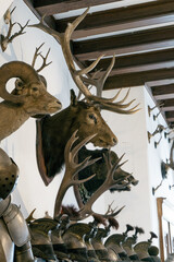 skull and horns on the wall