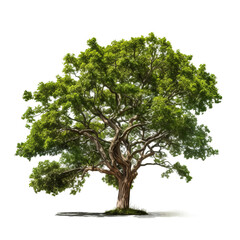 Obraz premium tree isolated on white background
