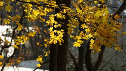 The colorful forest view in the natural park with the running river nearby in autumn
