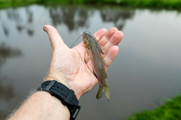 Fisherman, small wild catfish caught on hook