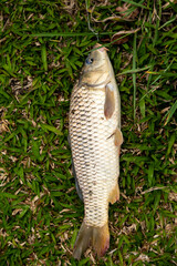 Beautiful wild carp fished in tropical Brazilian pond