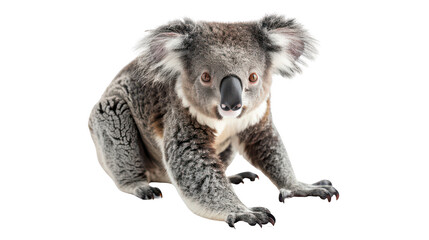Obraz premium Adorable Koala Close-Up in Natural Habitat