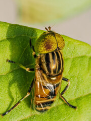 Hover Fly