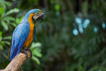 Close up head the Blue macaw parrot bird in garden