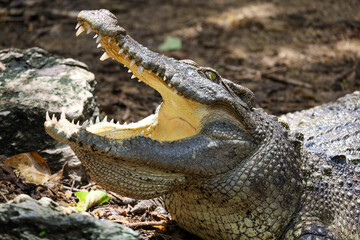 Close up crocodile is action show head in garden