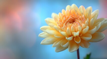 A macro shot of a yellow chrysanthemum  a blurred soft color background
