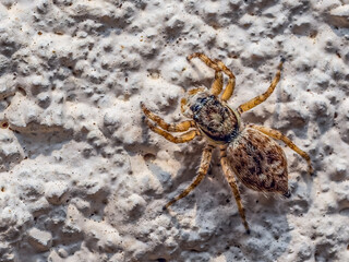 Jumping Spider