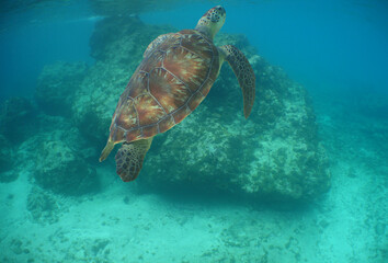 a sea turtle on a reef on the island of Curacao