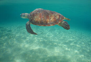 Fototapeta premium a sea turtle on a reef in the caribbean sea