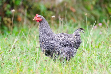 Gallus gallus domesticus aka hen or chicken in the grass. Small farm in countryside.