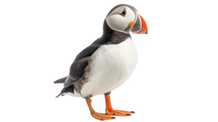 Naklejka premium Colorful Puffin Bird Portrait