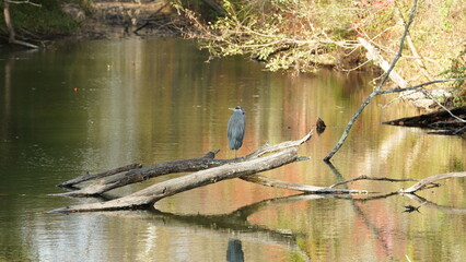 One bird standing quietly for the hunting on the branch in the river