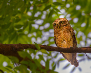 Spotted Owl